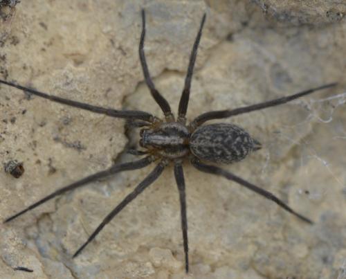 Eratigena sp.